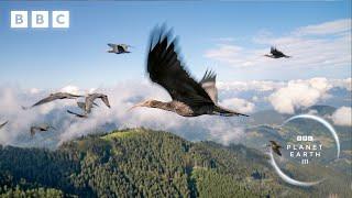 Teaching endangered ibis birds how to migrate | Planet Earth III - BBC