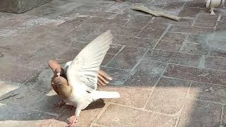 Pigeon fight