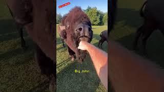 Which animals will bite me??? #animals #coolanimals #dangerousanimals #animalsofyoutube