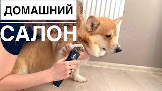 Машинка для стрижки собак MAJOR DOG HUNFRISE 22  стрижем Таффи дома