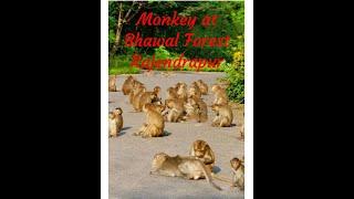 Monkey Area in the Bhawal forest at Rajendrapur Cantonment, Gazipur.