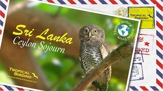 Tropical Birding Sri Lanka Virtual Tour by Sam Woods