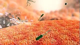 The Science of Milk: Major Components Animation
