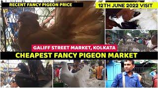 Cheapest Fancy Pigeon Seller | Galiff Street Pet Market Kolkata, West Bengal | 12th June 2022 Visit