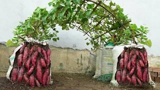 [Home Gardening] Why do sweet potatoes grown in soil bags have so many tubers?