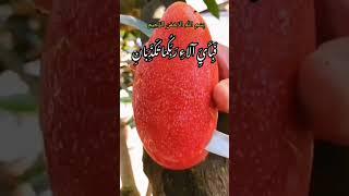 Most Beautiful Recitation of Quran Sharif# Quran # Tilawat maryam online Quran academy ||