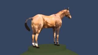 3D Model of Horse Review