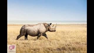 Rhinos classified as critically endangered species by IUCN | Facts | Informations