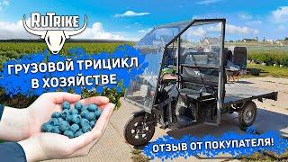 Выращиваем голубику вместе с трициклами Rutrike!