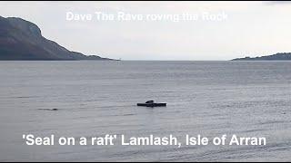 'Seal on a raft' Lamlash this afternoon, Isle of Arran@davetheraverovingtherock