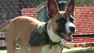 The Pets from Northeast Animal Shelter Honor the Military on Memorial Day