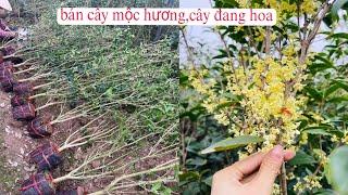 Cây hoa mộc hương ta, mộc hương ta hoa vàng. #hoamochuong #caycanh #mochuongta