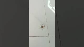 Mr. Spider runs away #shortsfeed #spider #shortsviral #shorts #viralshort #viralvideo #short #run