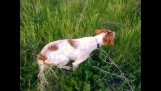 Brittany - Epagneul Breton hunting and training in Romania: pointing a pheasant