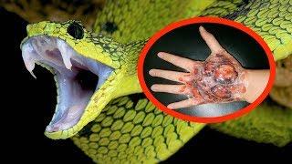 THE MOST VENOMOUS SNAKES In The World