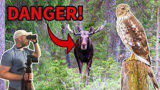 Birding in a MOOSE infested forest