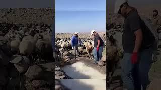 Очистка коз