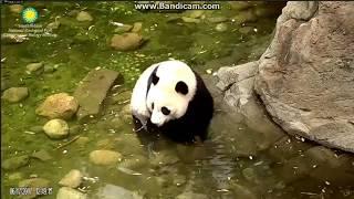 2017.06.17 Bei Bei soaked in the pool & played 'hanging upside-down'