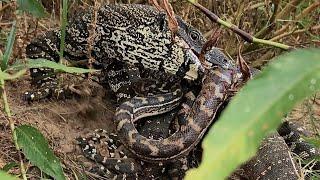 Python & Monitor Lizard Epic Fight to Death