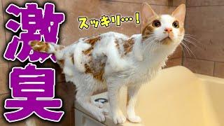 【緊急事態】子猫の体からとんでもない”激臭”が発生…！ 大急ぎで水責めの刑に処しました。