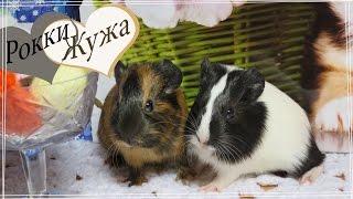 Малышам 2 недели. Морские свинки. kids guinea pigs.