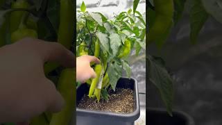 Coco Coir grown pepper production in AutoPots 