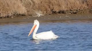 Evros Delta