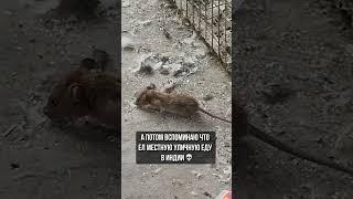 Все красоты уличной еды в Индии
