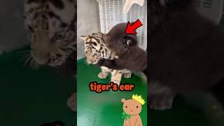 The Tiger and Bear That Shocked Everyone