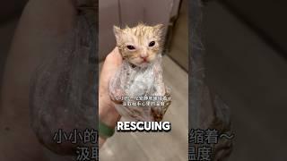 Orange Kitten Rejected By Every Cat Mom️#kitten #catlover #catshorts