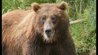 Willie McBride's Deadly Grizzly Bear Attack