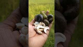 Who loves this fruit? | Cashew nut  #cashew #pickle #shorts