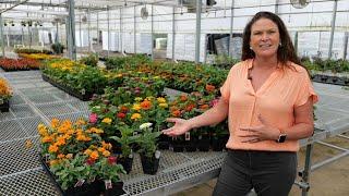 Get It Growing: Zesty zinnias are Louisiana Super Plants