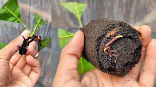 Best method! How to propagate mango cutting with natural rooting hormone