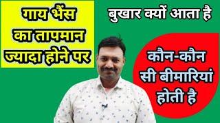 Buffalo Temperature High / Pashu ko Bukhar Ramawat