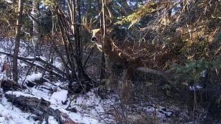 Footage Of Bigfoot Approaching Game Trail