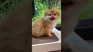 Smol meow #cute #cat #cutecat #cutness #babycat #kitten #kitty #meow