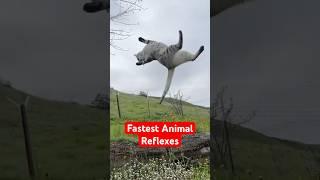 Fastest Reflexes in the Animal Kingdom!