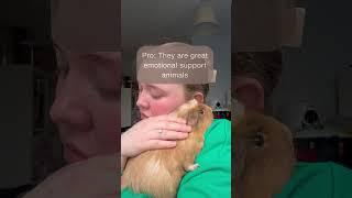Pros and cons of being a guinea pig parent