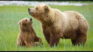 Unedited Footage of A Bear: Explained [Video & Website]
