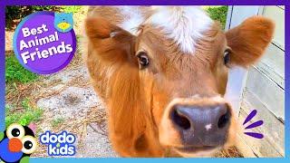 Let’s Help This Cute Cow Make A Friend | Dodo Kids | Best Animal Friends