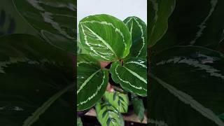 Calathea Plants for sale#calathea  #plants #youtubeshorts#sales #shorts#shortsfeed#video #viralvideo