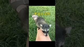 男孩撿了只小浣熊當寵物，養大後它拖家帶口來感謝。 #animals #cute #pets #shorts