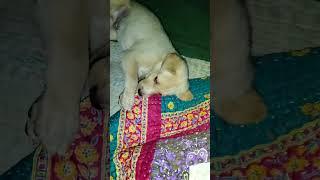 watch my dog Rocky Labrador 15 days old #lebradog #lebradorlovers