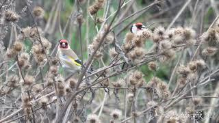 Carduelis carduelis, Putter, European goldfinch  Panasonic GH5