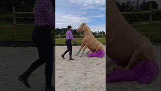 How to teach your horse balanceo in liberty, sit on a bean bag 🫛and turning posada or rearing spin