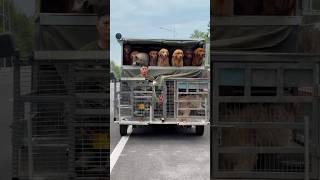 Unique vehicle for walking the dogs in the morning #shortvideo