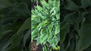 Хоста рестлесс си ( hosta restless sea )