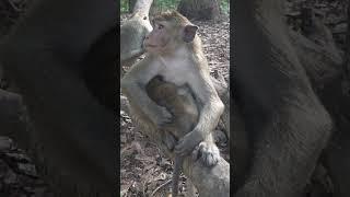 Deep pity baby monkey #monkeyvideo #monkeysr #babymonkey #animals #monkey #adorablemonkey #cute