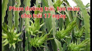 phun thuốc dưỡng tạo màu cho trái 17 ngày, phì trái, dầy tai ngăn ngừa nấm bệnh.